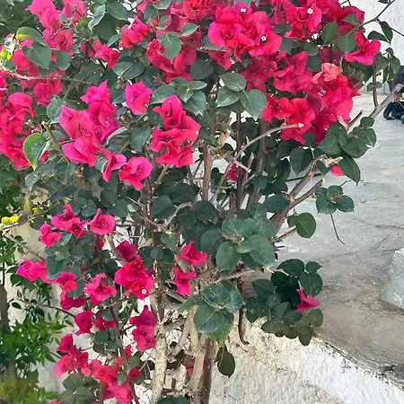 Zante Star Summer House *