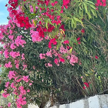 펜션 Zante Star Summer House