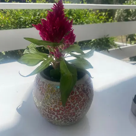 Zante Star Summer House 펜션 *