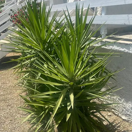 펜션 Zante Star Summer House Pandokrátor