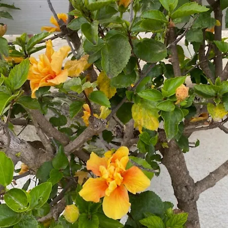 Zante Star Summer House 펜션